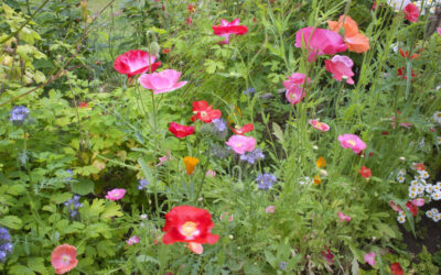 Roses and poppies